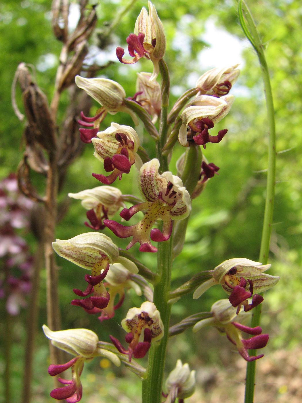 Изображение особи Orchis &times; calliantha.