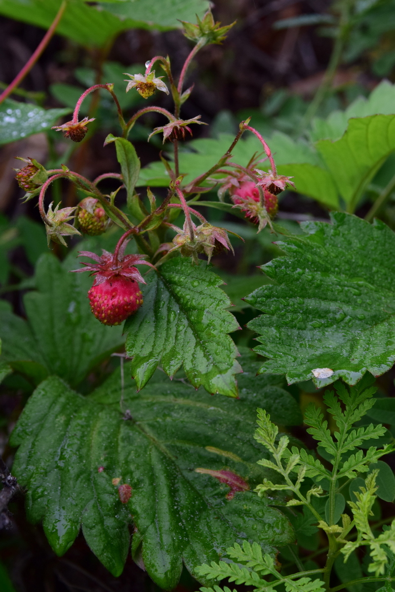 Image of Fragaria orientalis specimen.