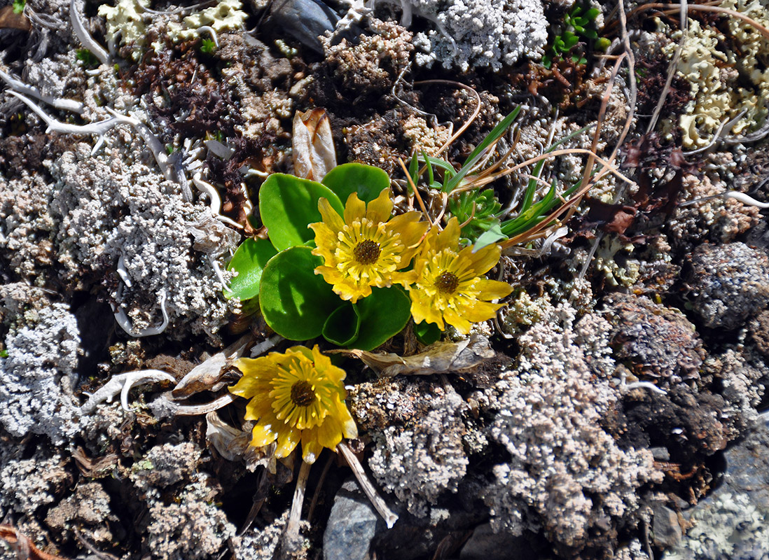 Image of Oxygraphis glacialis specimen.