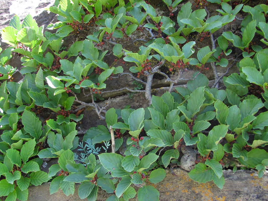 Image of Rhamnus microcarpa specimen.