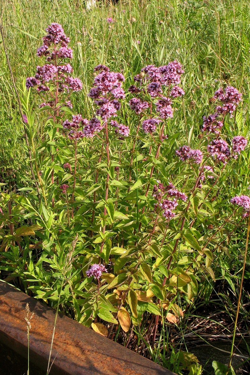 Image of Origanum vulgare specimen.