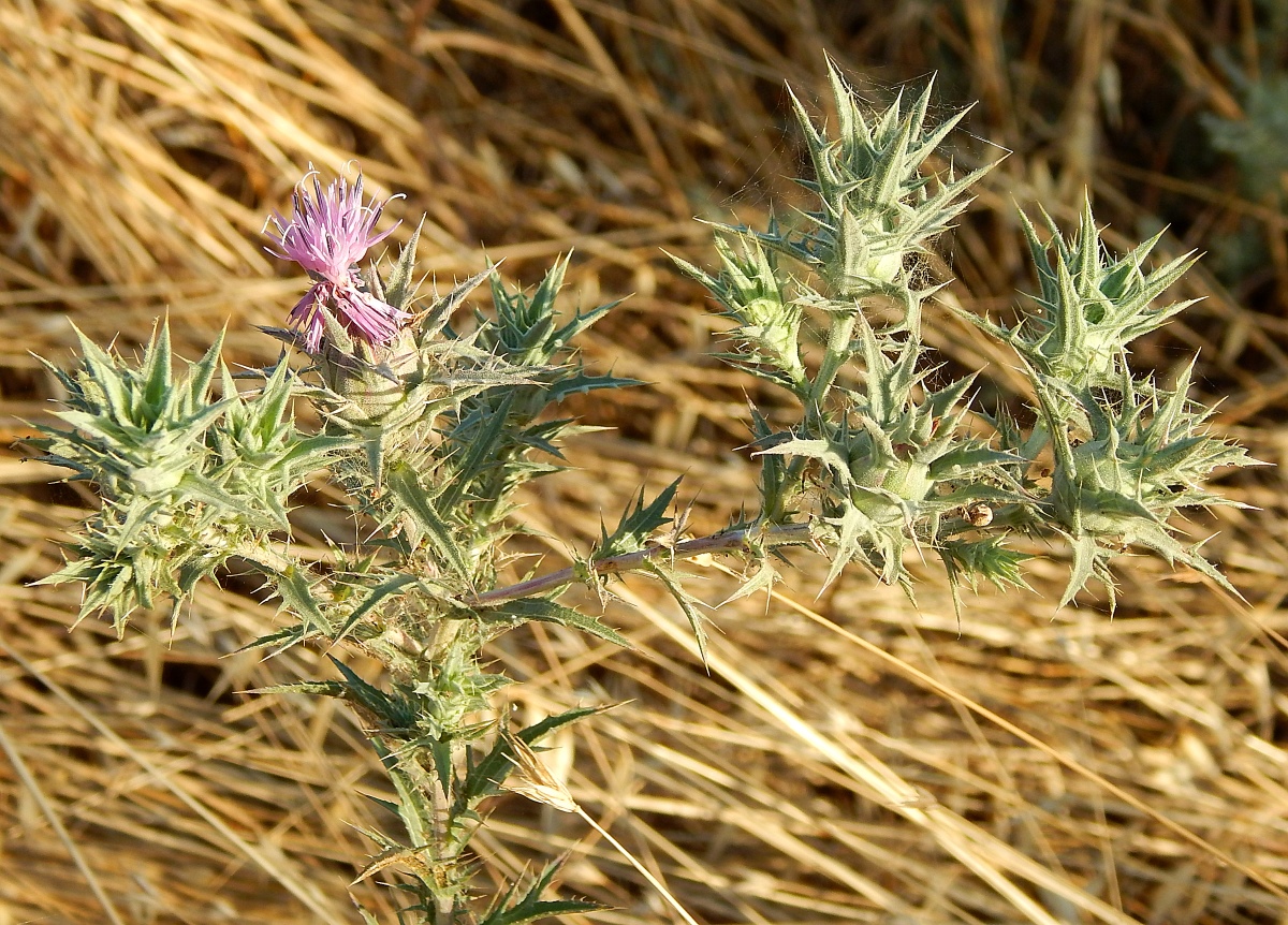 Изображение особи Carthamus glaucus.