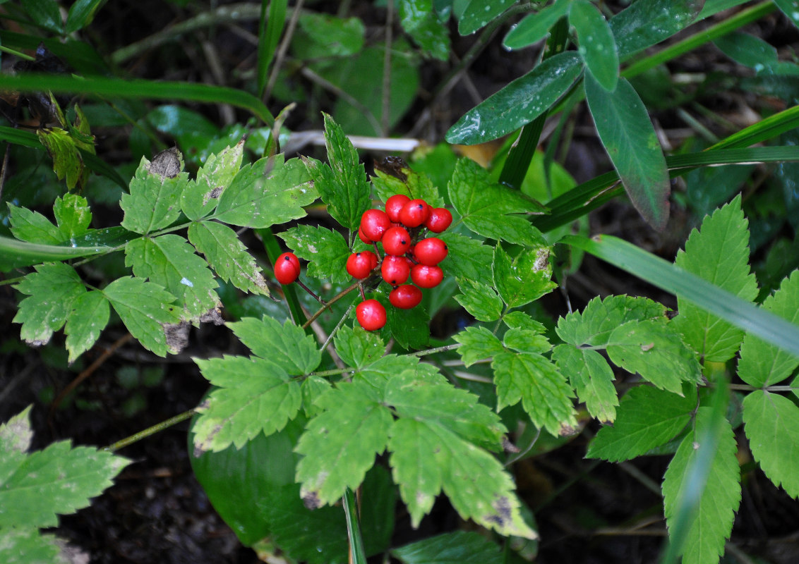 Изображение особи Actaea erythrocarpa.