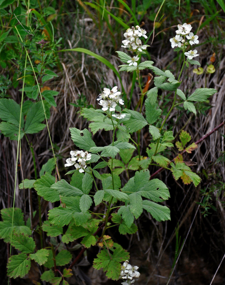 Изображение особи род Rubus.