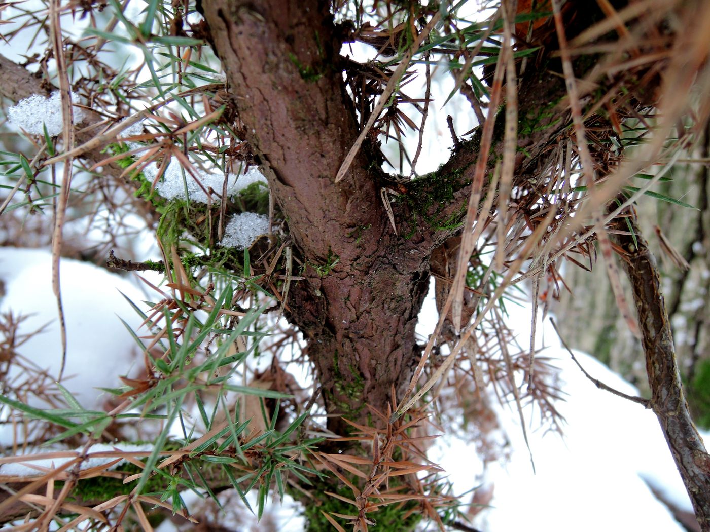 Image of Juniperus communis specimen.