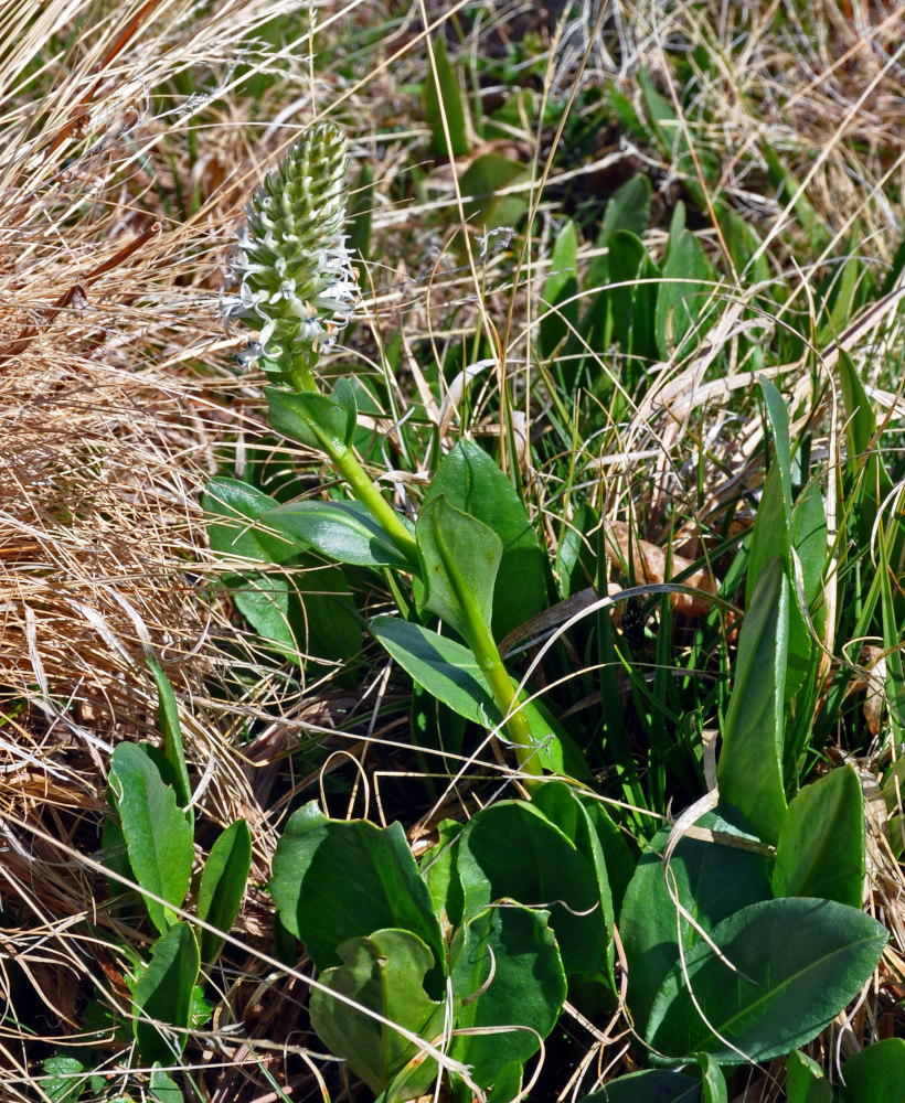 Изображение особи Lagotis integrifolia.