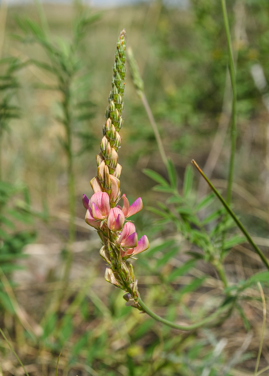 Image of Onobrychis sibirica specimen.