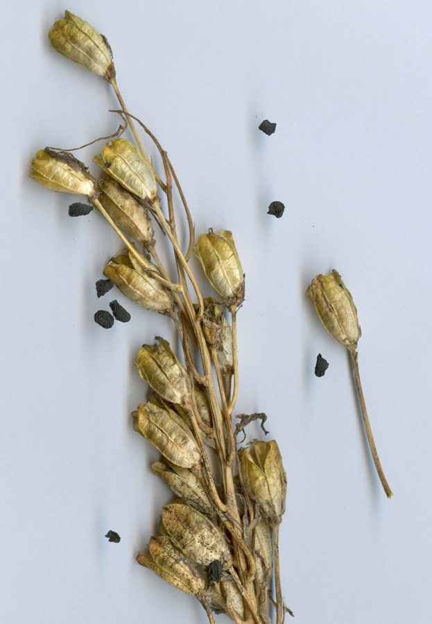 Image of Ornithogalum ponticum specimen.