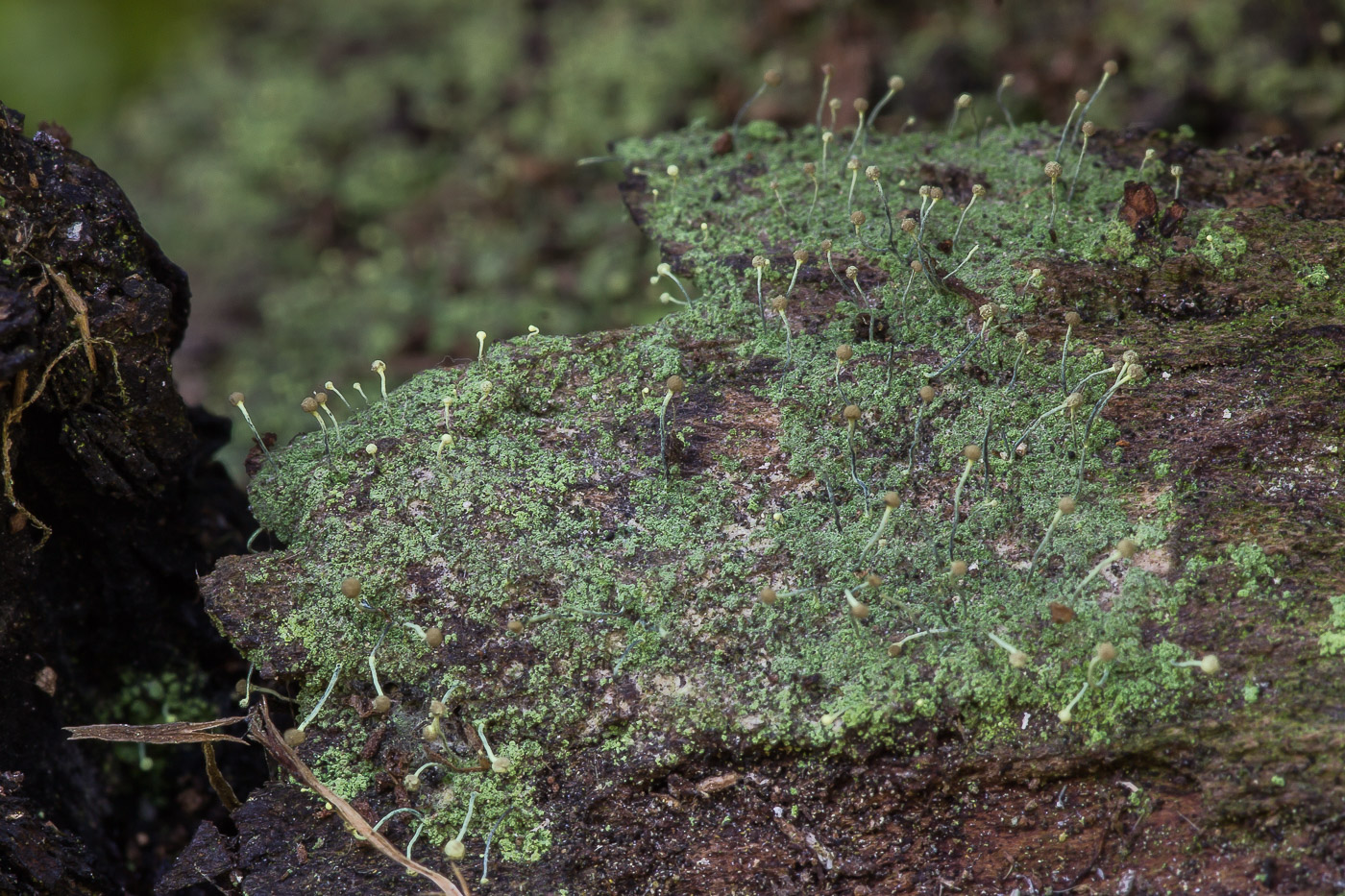 Image of Chaenotheca furfuracea specimen.