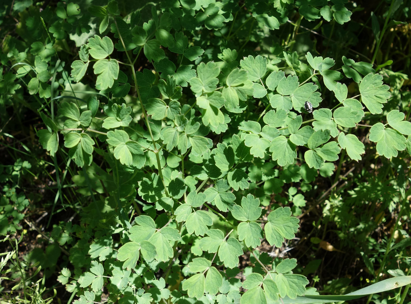 Image of Thalictrum minus specimen.