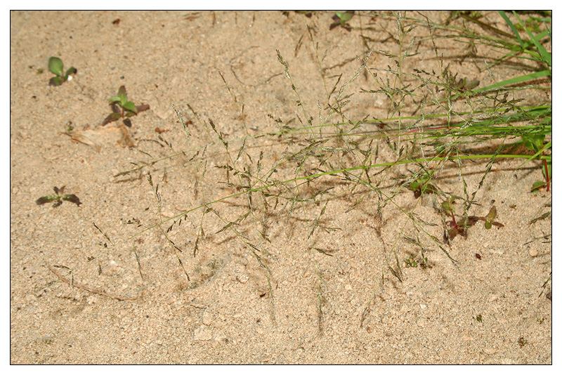 Image of Eragrostis amurensis specimen.