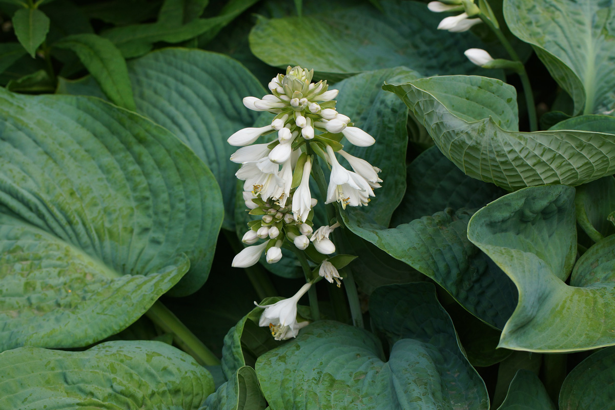 Image of Hosta sieboldiana specimen.