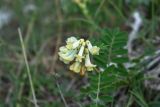 Vicia abbreviata