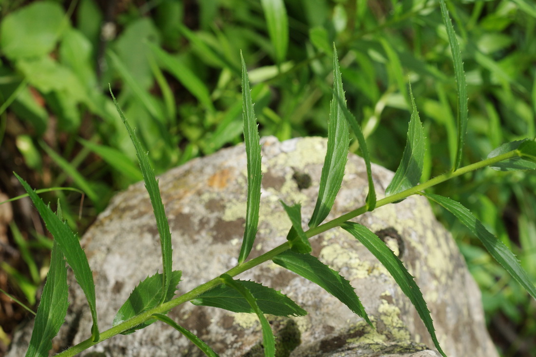 Image of Digitalis ciliata specimen.