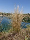 genus Stipa. Сухое растение после осыпания плодов. Украина, г. Запорожье, восточная окраина, долина р. Мокрая Московка, правый берег, злаково-разнотравная степь на скальном основании. 04.07.2020.