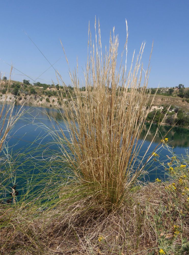 Изображение особи род Stipa.