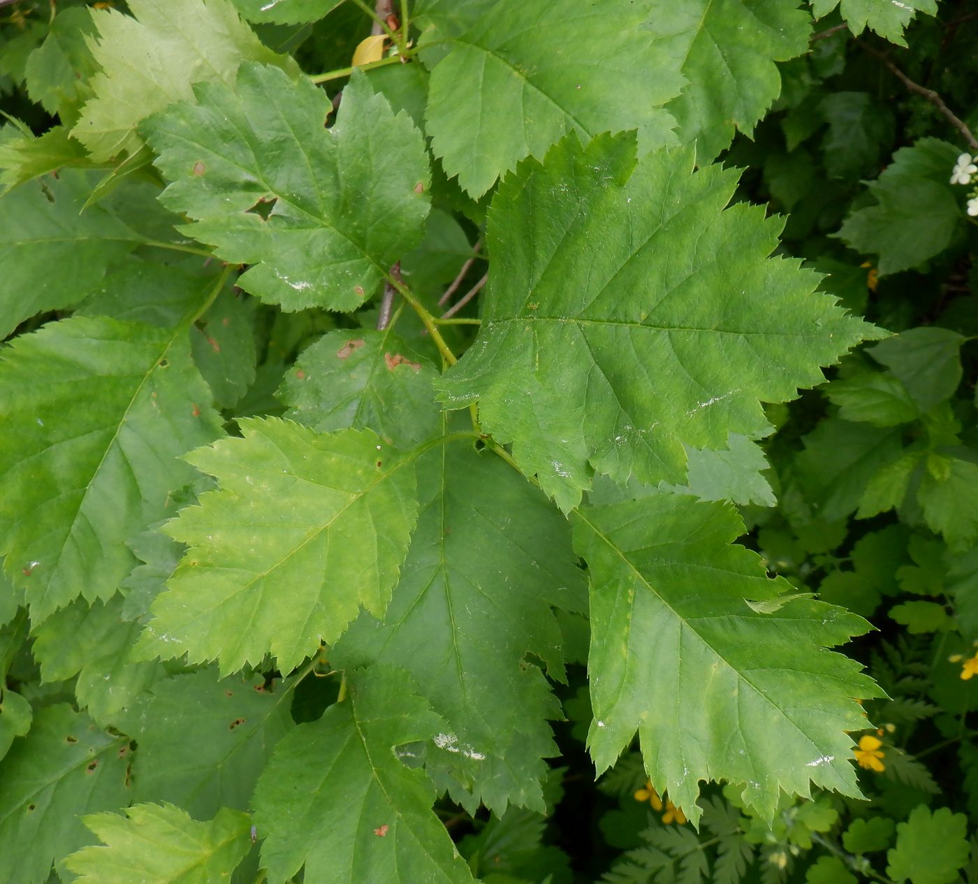 Изображение особи род Crataegus.