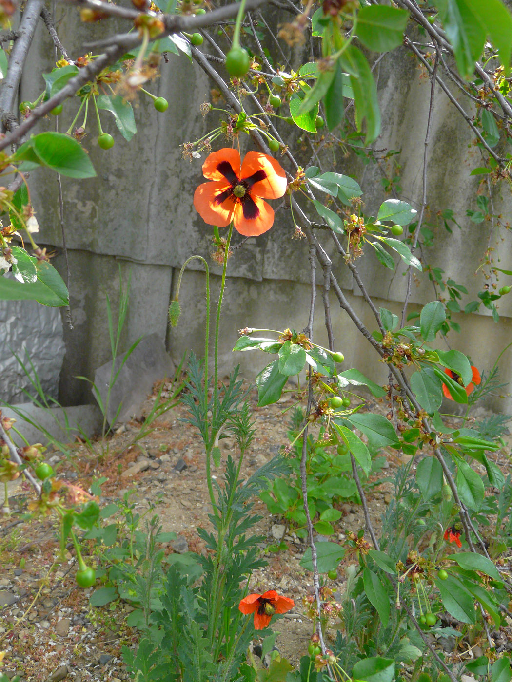 Image of Papaver stevenianum specimen.