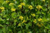Смотреть изображение Ribes aureum