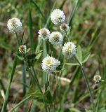 Trifolium montanum. Верхушка цветущего растения с притаившимся кузнечиком. Саратовская обл., Красноармейский р-н, окр. с. Белогорское, степь. 30.05.2019.