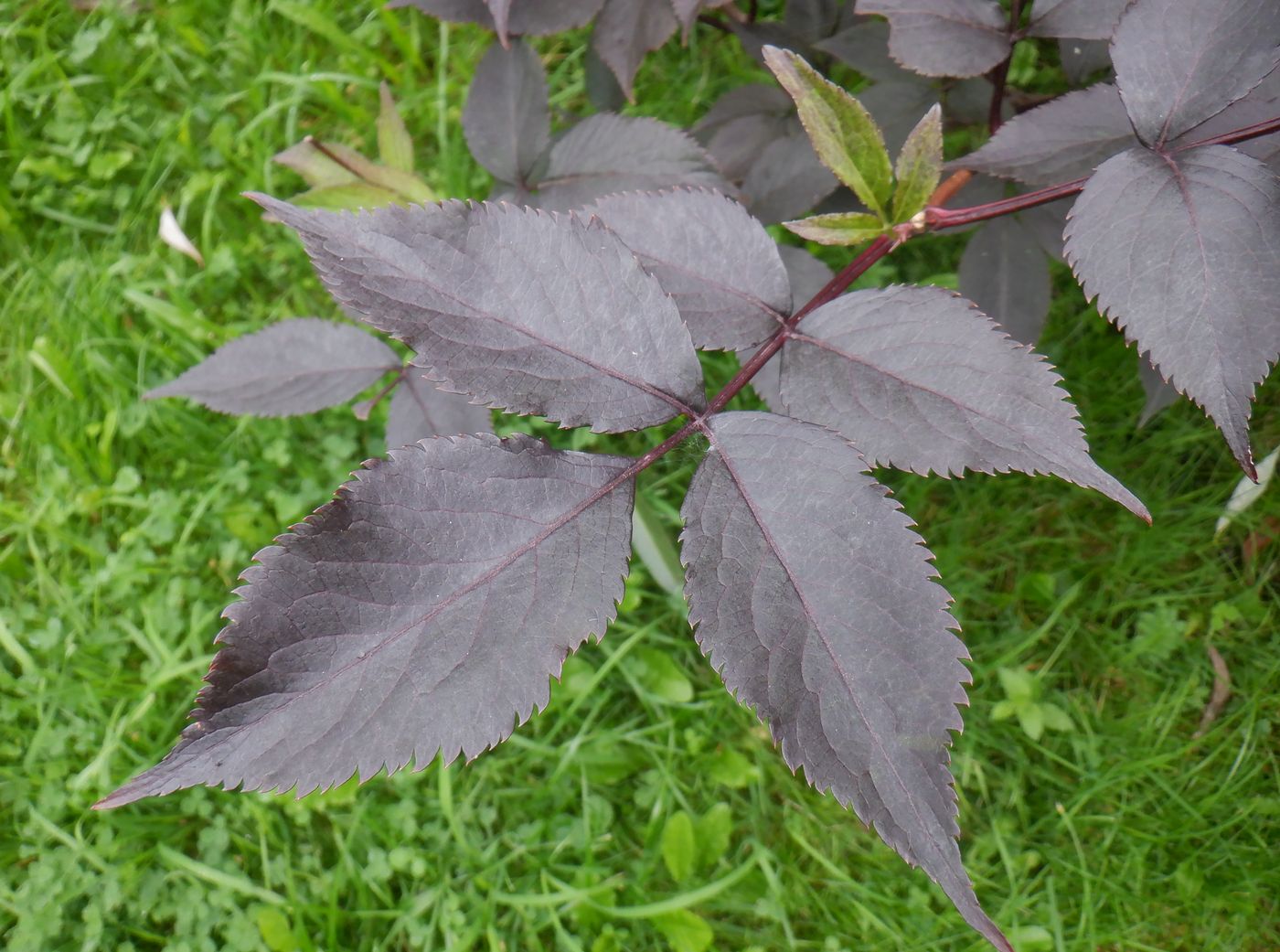 Image of Sambucus nigra specimen.