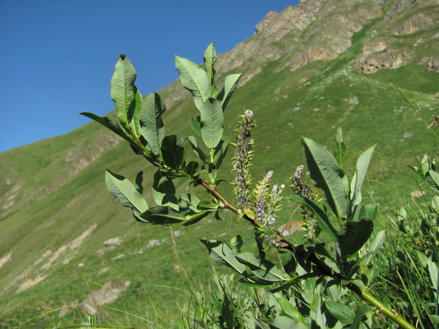 Image of Salix caucasica specimen.