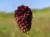 Sanguisorba officinalis