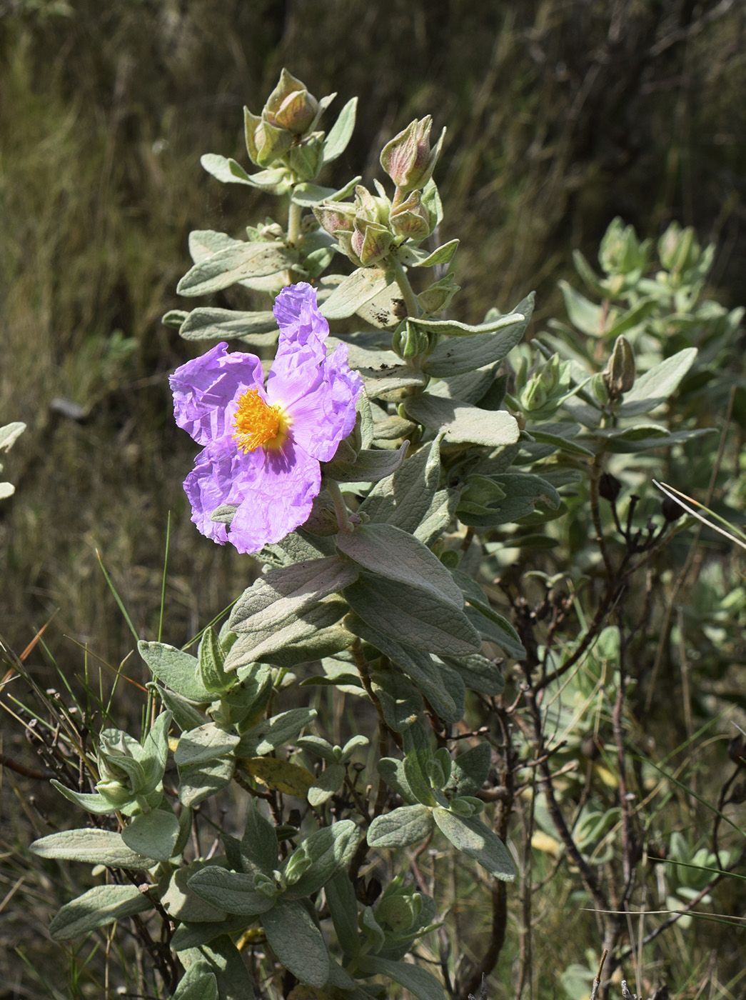 Изображение особи Cistus albidus.