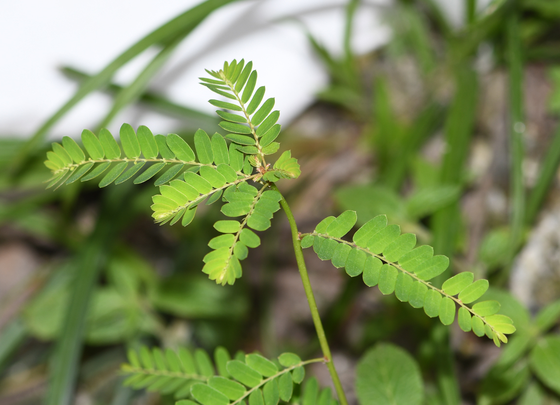 Image of Phyllanthus niruri specimen.