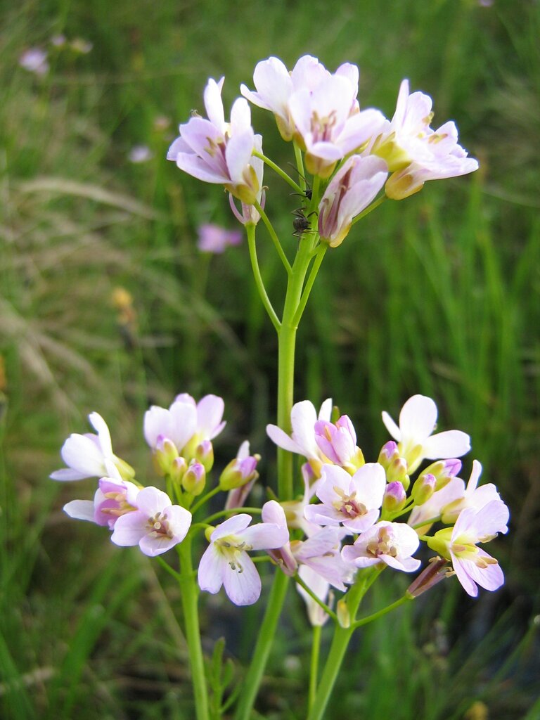 Изображение особи Cardamine rivularis.