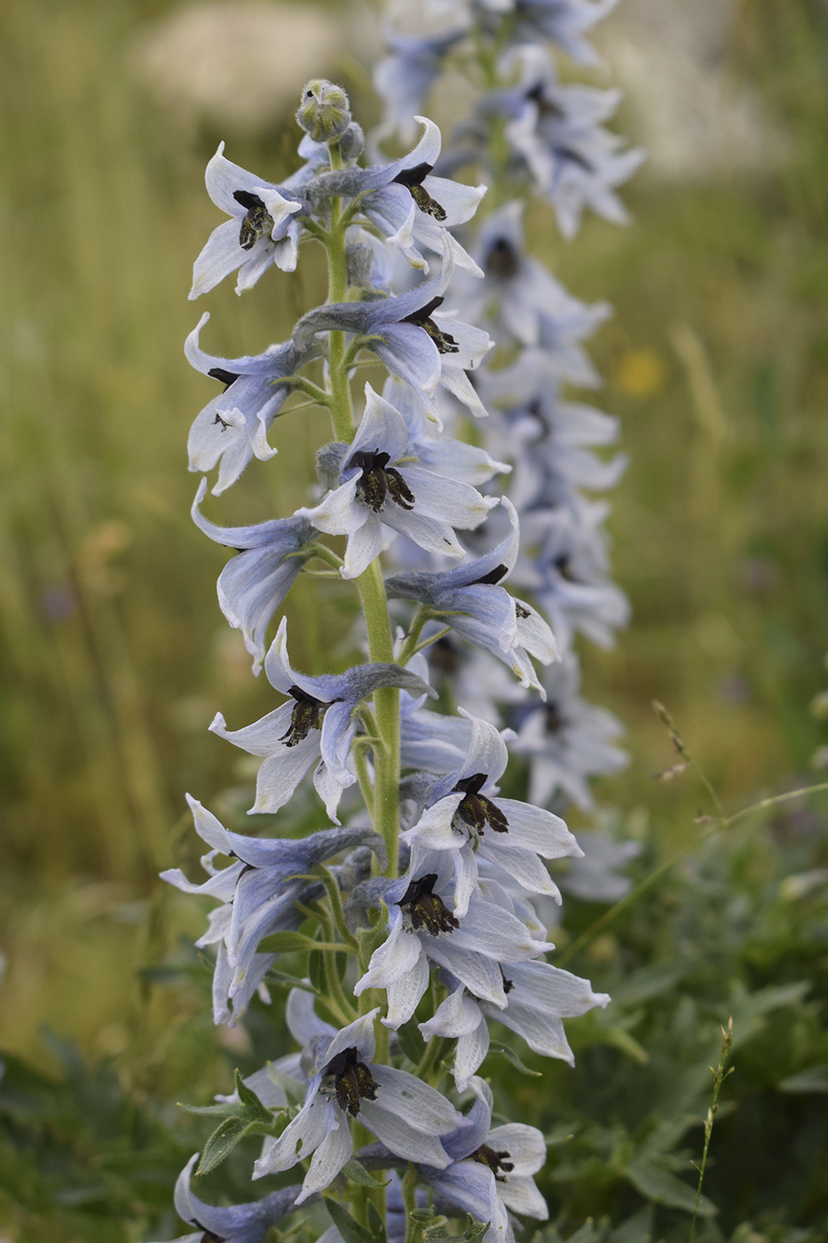 Image of Delphinium montanum specimen.