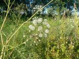 Cicuta virosa. Побеги с соцветиями. Хабаровский край, р-н им. Лазо, Оборская ветка, пойменный луг. 25.07.2009.