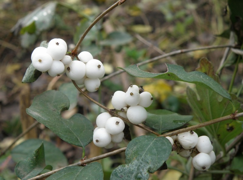 Image of Symphoricarpos albus var. laevigatus specimen.