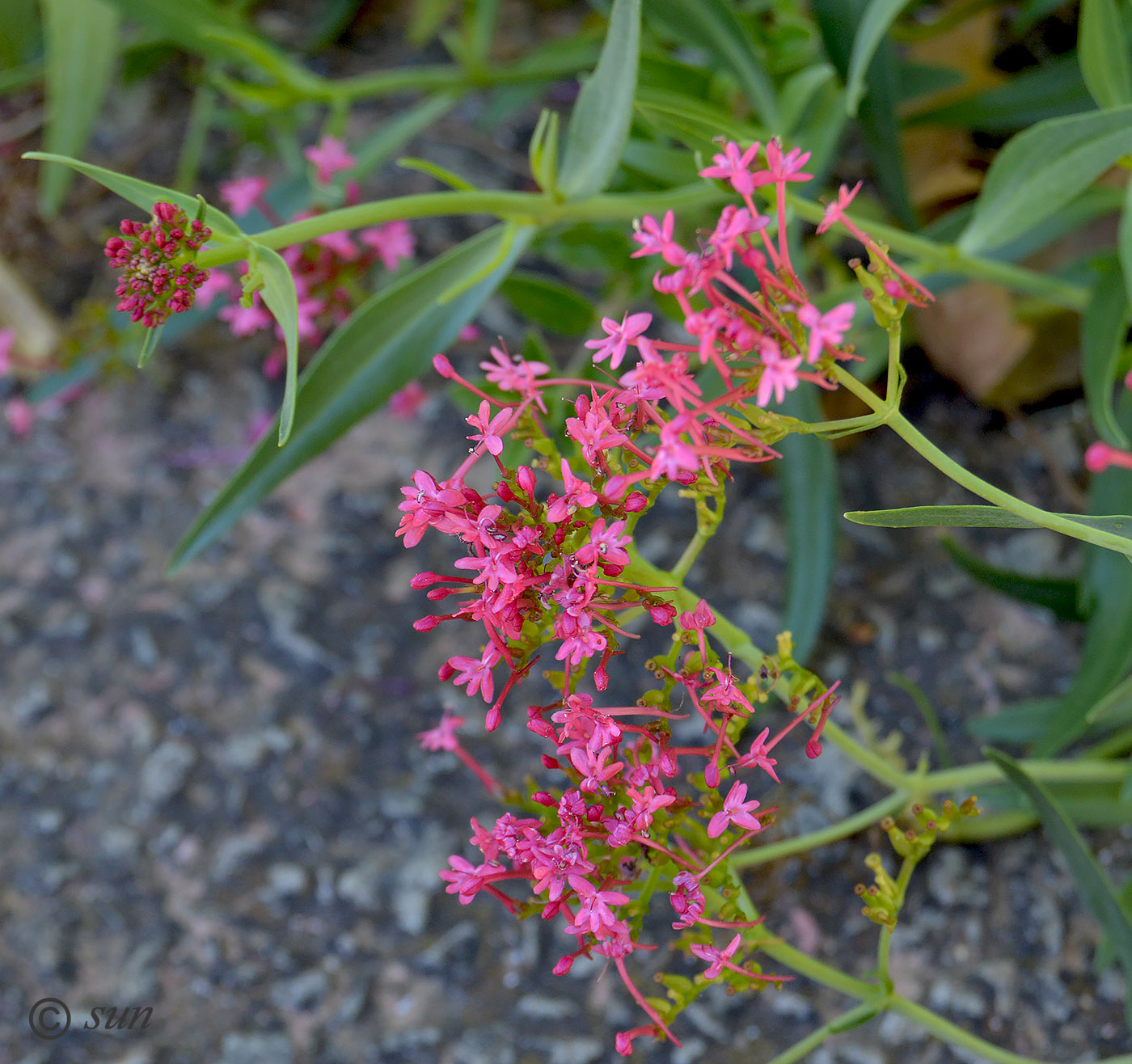 Image of Centranthus ruber specimen.