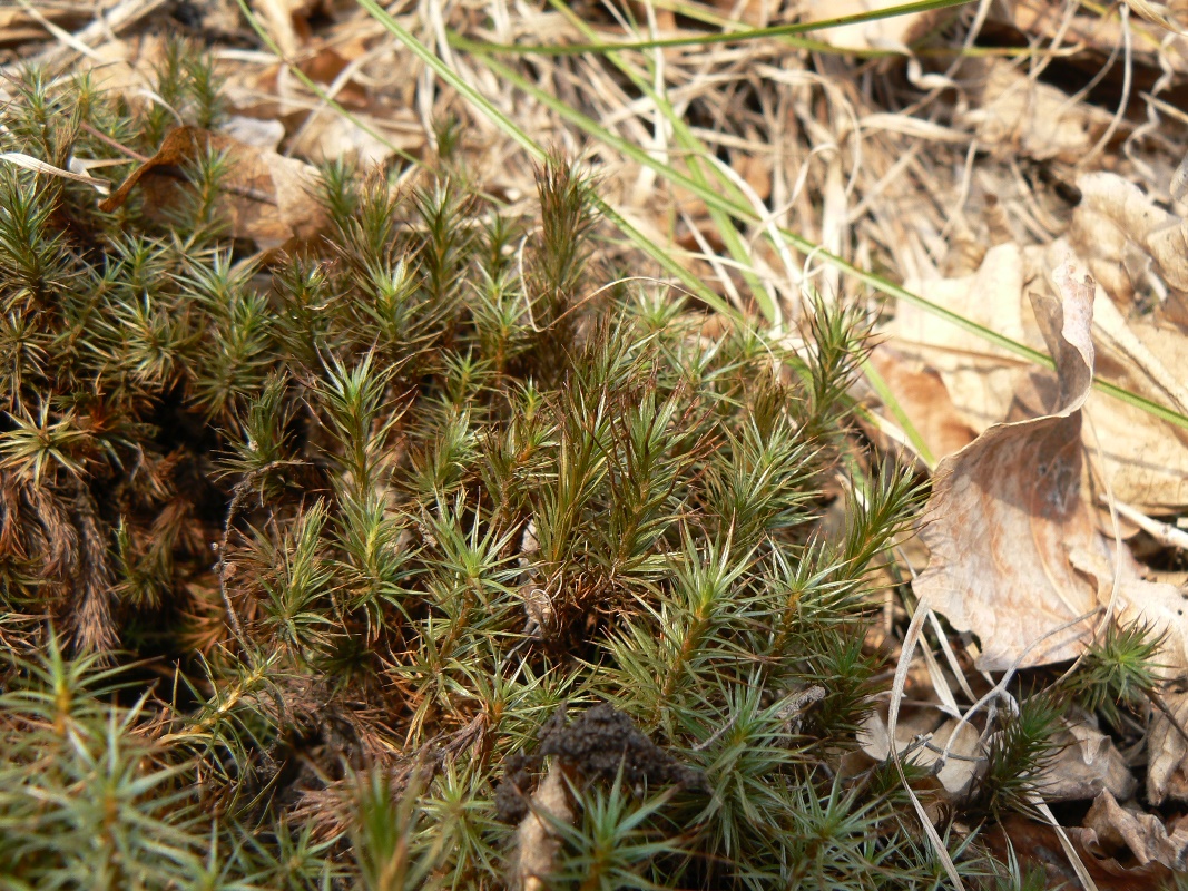 Изображение особи Polytrichum juniperinum.