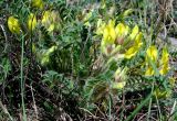 Astragalus utriger