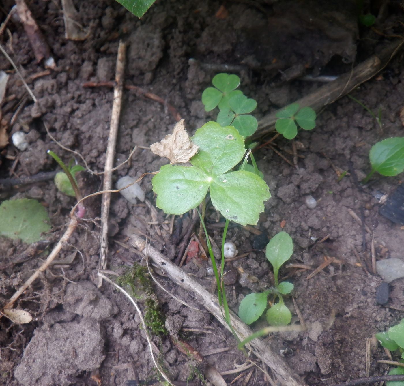 Изображение особи Podophyllum peltatum.