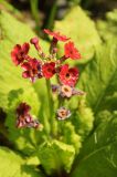 Primula japonica