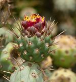 Cylindropuntia cholla