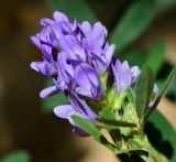 Medicago sativa. Соцветие. Израиль, Шарон, пос. Кфар Шмариягу. 24.04.2013.