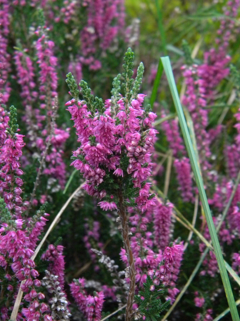 Image of Calluna vulgaris specimen.