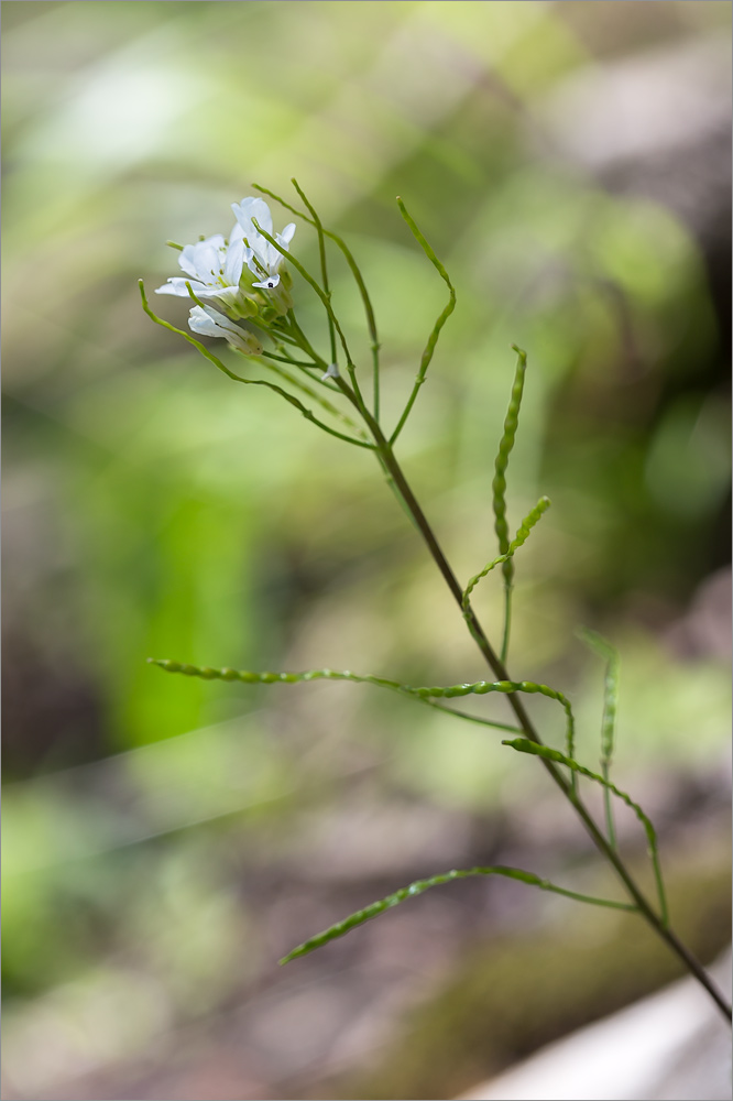 Image of Arabis nordmanniana specimen.