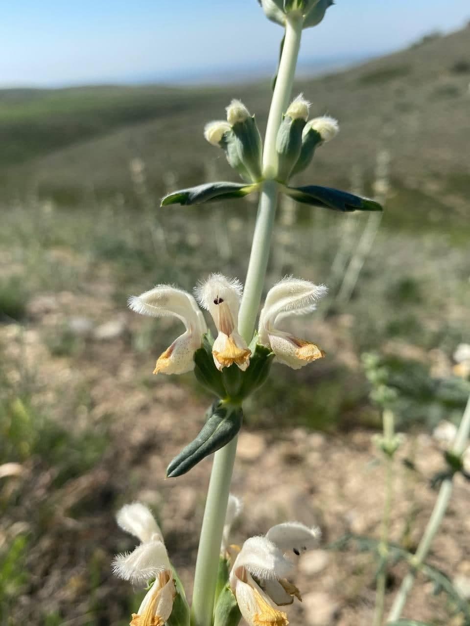 Image of Phlomoides nuda specimen.