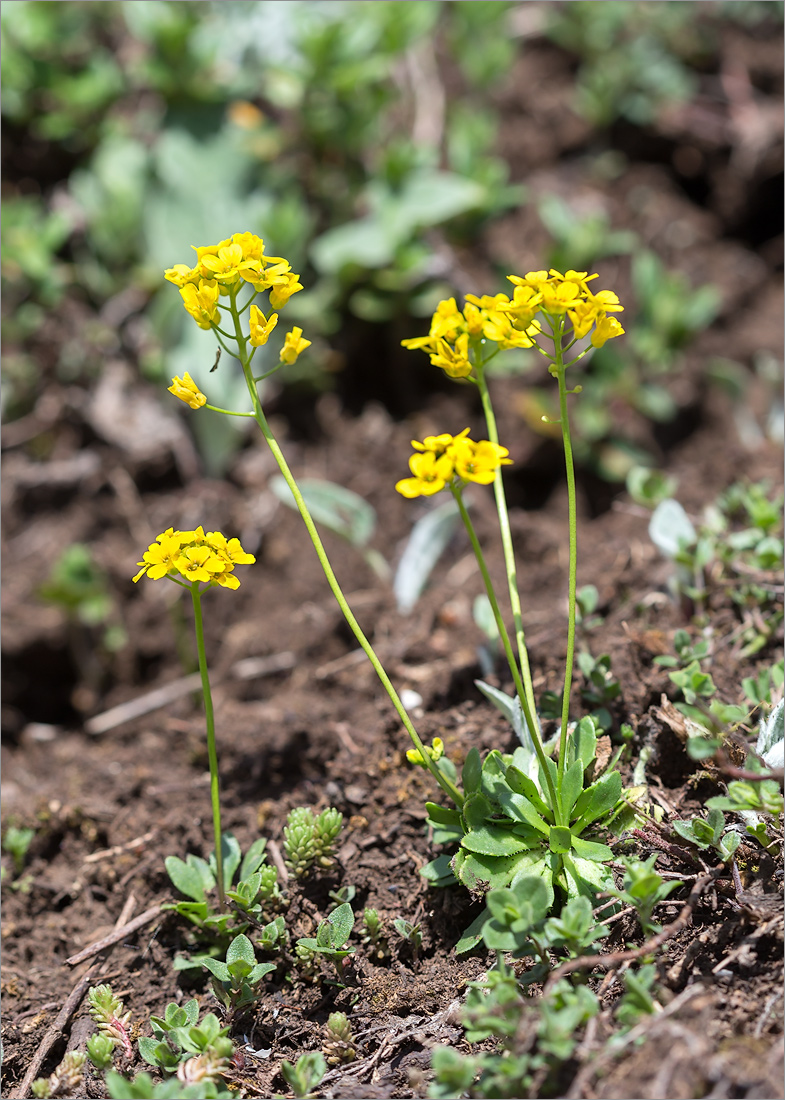 Изображение особи Draba hispida.