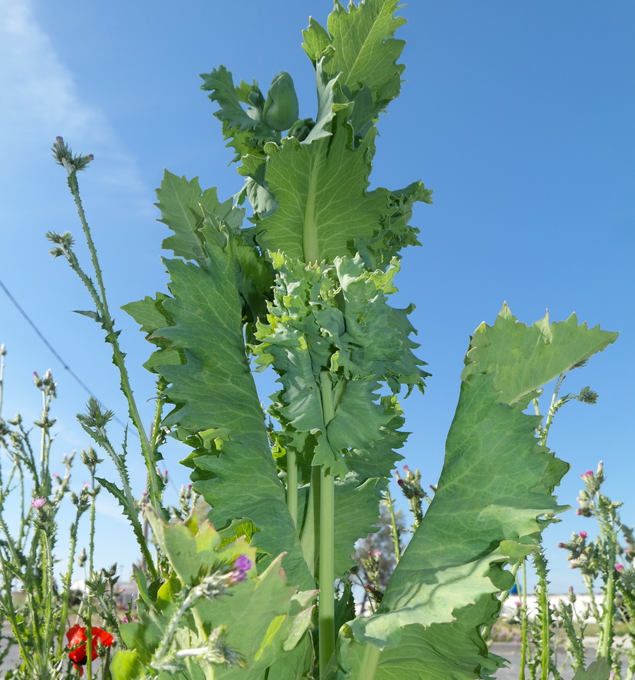 Image of Papaver somniferum specimen.