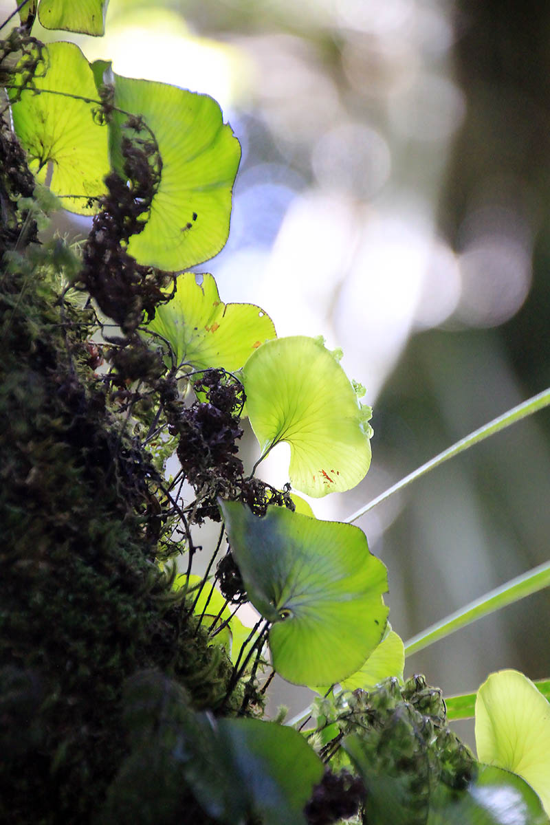 Image of Hymenophyllum nephrophyllum specimen.