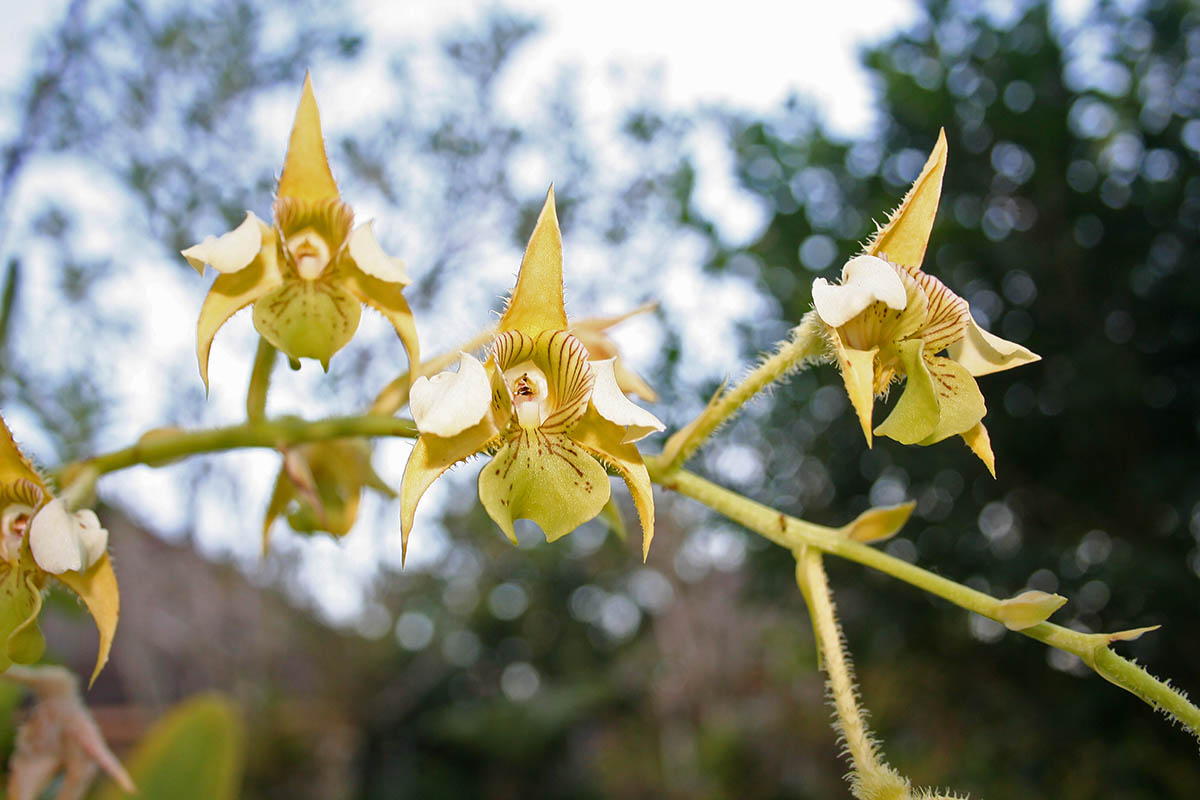 Изображение особи Dendrobium macrophyllum.