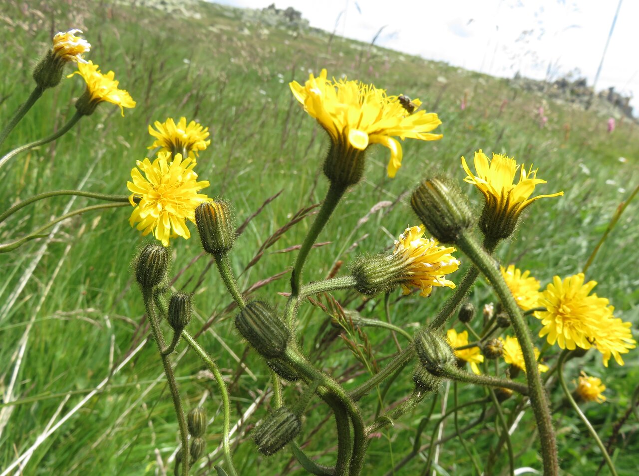 Изображение особи Crepis viscidula.