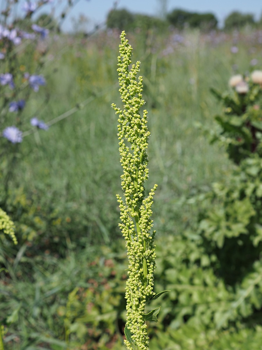 Image of Oxybasis urbica specimen.