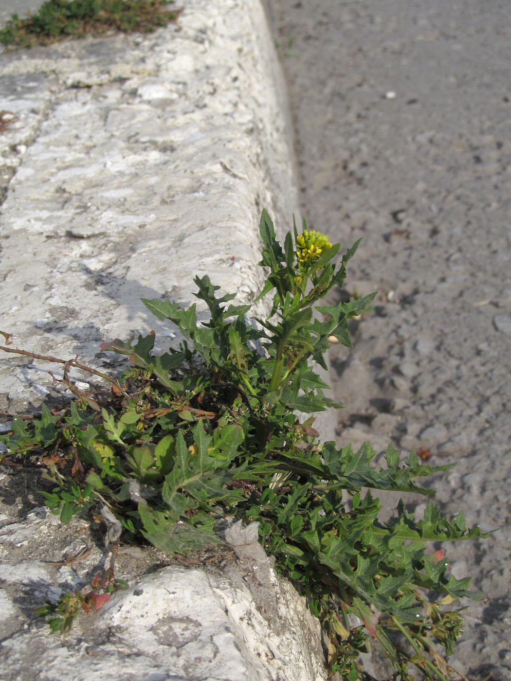 Image of Sisymbrium confertum specimen.